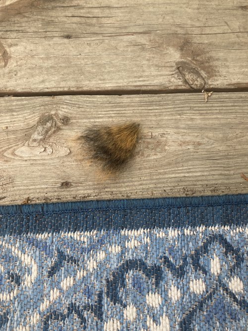 IMG_6881.jpeg IMG_6881.jpeg