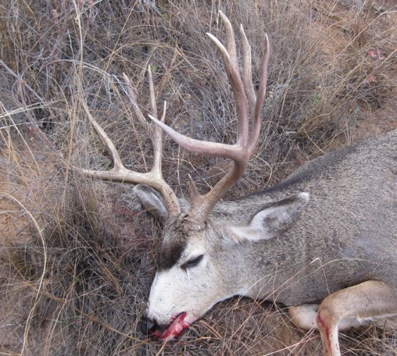 2009_Muledeer1br.jpg 2009_Muledeer1br.jpg