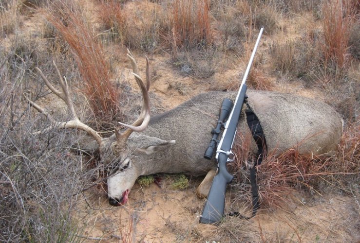 2009_Muledeer1r.jpg 2009_Muledeer1r.jpg