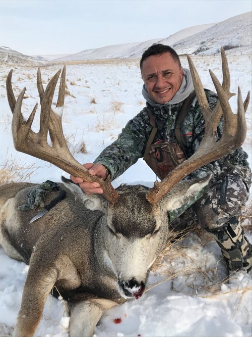 2017 mule deer.jpg 2017 mule deer.jpg