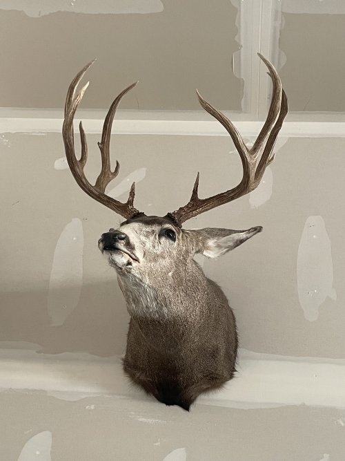 IMG_9116.jpeg IMG_9116.jpeg