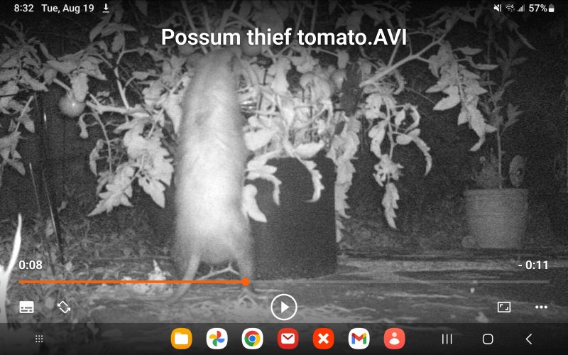 Screenshot_20250819_083252_VLC.jpg Screenshot_20250819_083252_VLC.jpg