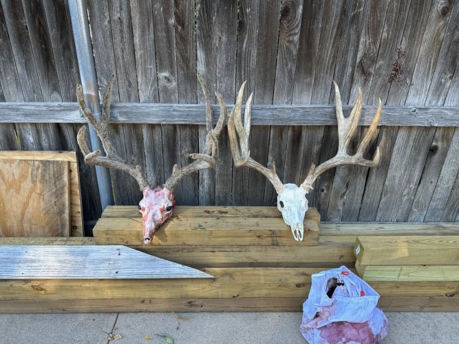 head to head.jpg head to head.jpg