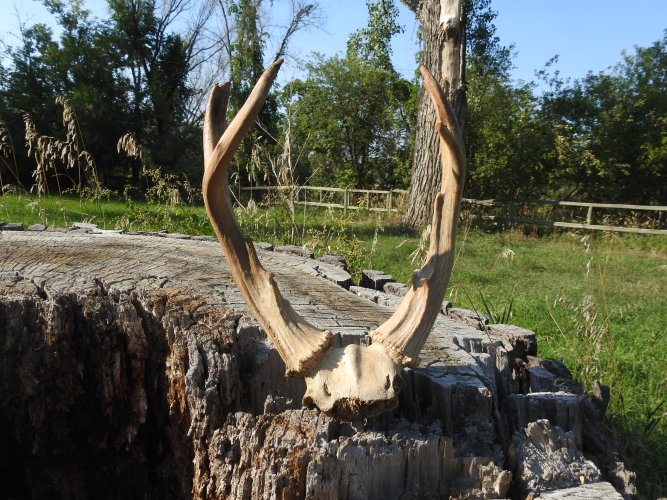 DSCN5332.JPG DSCN5332.JPG