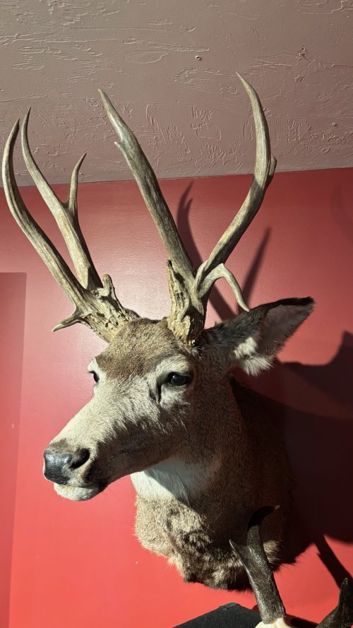 IMG_20250819_180239.jpg IMG_20250819_180239.jpg