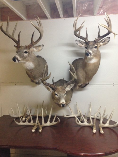 wt deer.jpg