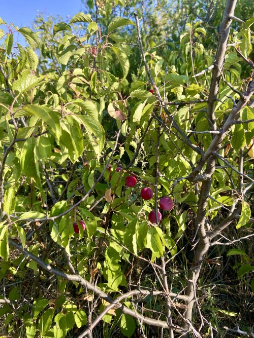 IMG_3954.jpeg