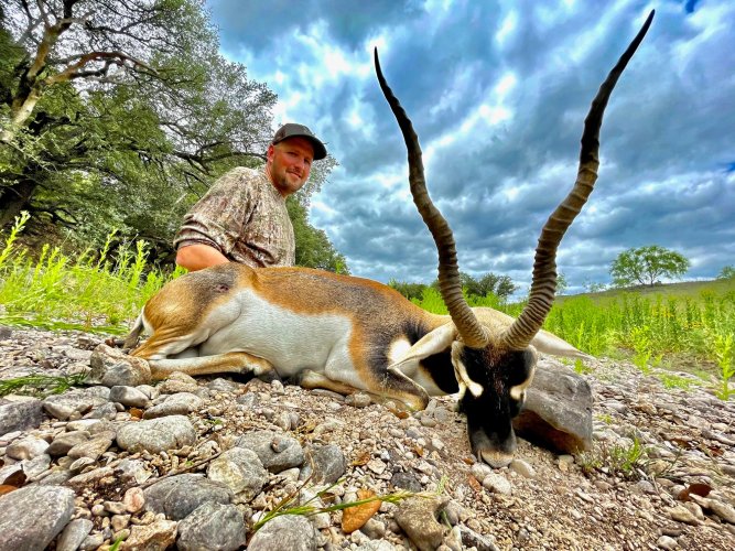 blackbuck2.jpg