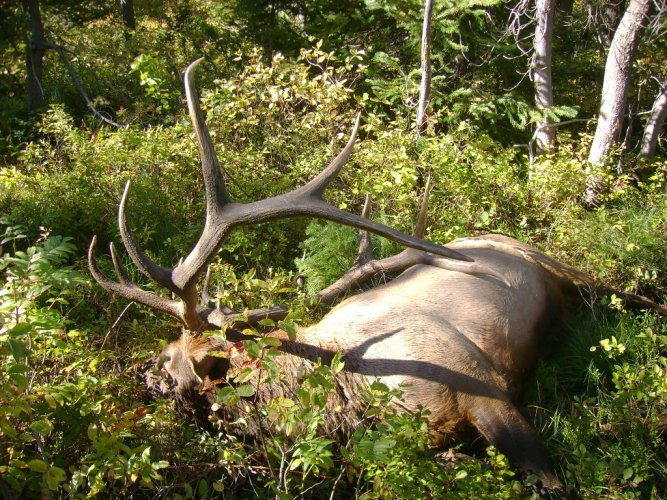 2013_Wy_Elk1.jpg 2013_Wy_Elk1.jpg