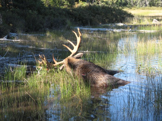 MOOSE 2010 031.jpg