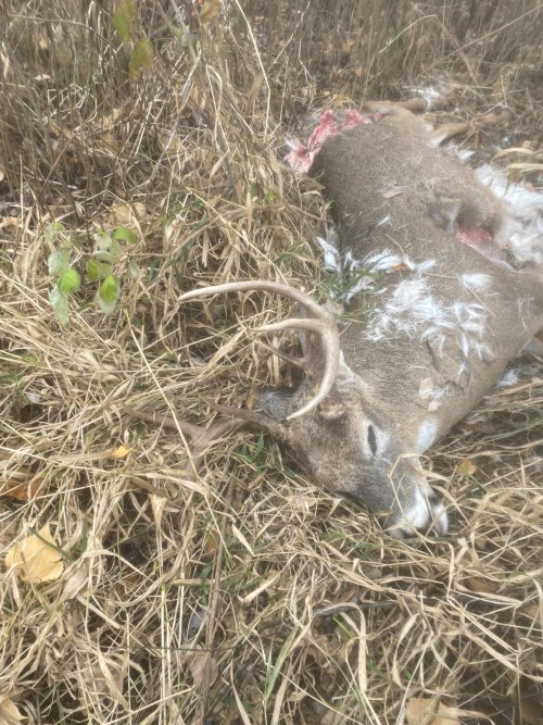 72063176063__82EA5CEC-0A83-4BB0-8310-6AE6CC2CC8F1.jpeg 72063176063__82EA5CEC-0A83-4BB0-8310-6AE6CC2CC8F1.jpeg