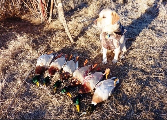 Screenshot_20250111_095242_Chrome.jpg Screenshot_20250111_095242_Chrome.jpg