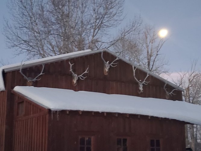 Jan Wolf moon.jpg