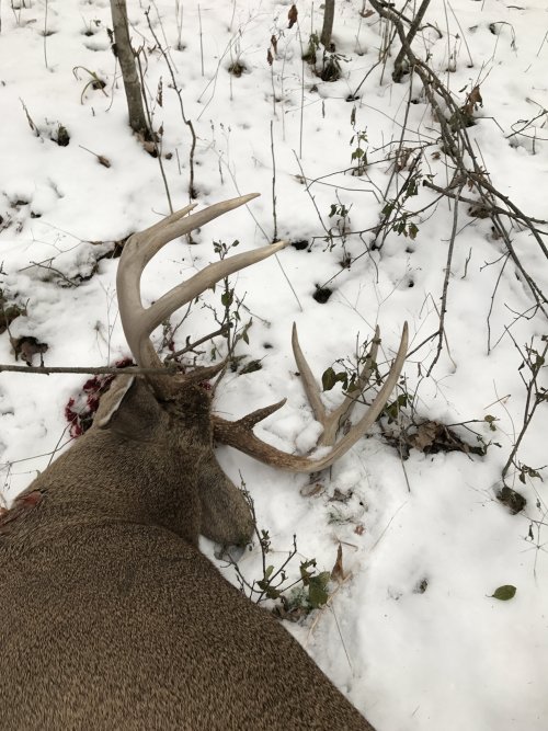 Deans buck 2.JPG