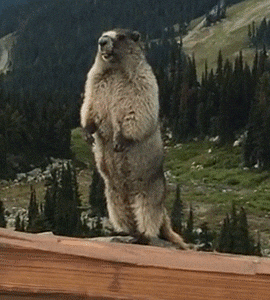 1755906612059.gif