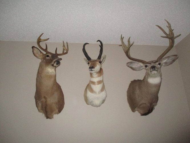 Paul's trophies.JPG
