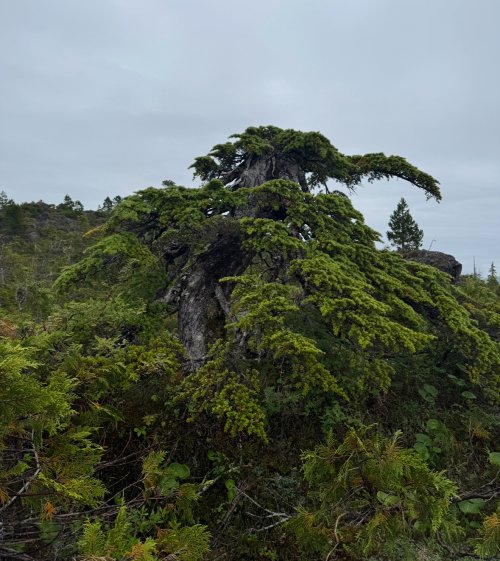 IMG_9477.jpeg IMG_9477.jpeg