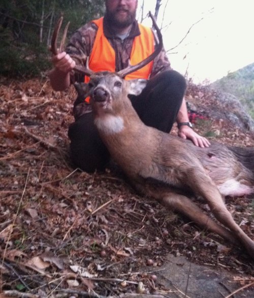 deer pic.jpg deer pic.jpg