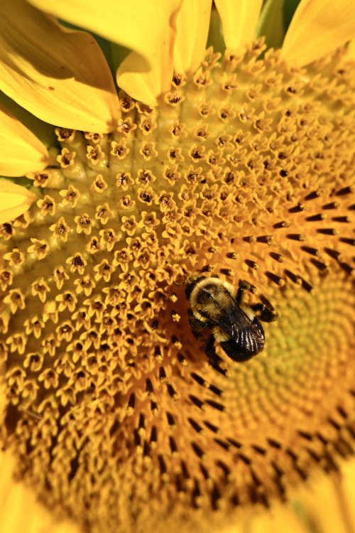 _DSC4369.jpeg _DSC4369.jpeg