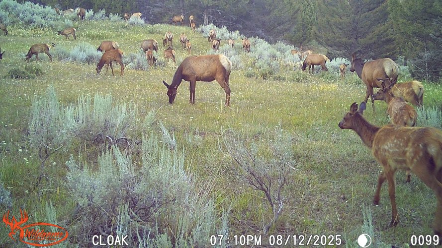 elk3.jpg elk3.jpg