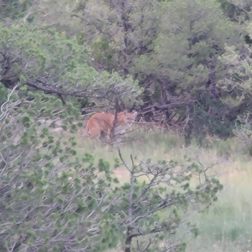 2025 Mt Lion.png 2025 Mt Lion.png