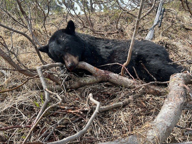 blk bear.jpg