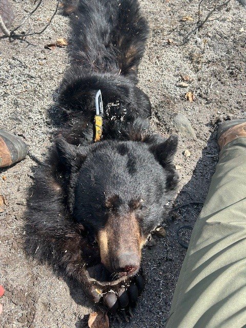 blk bear 3.jpg