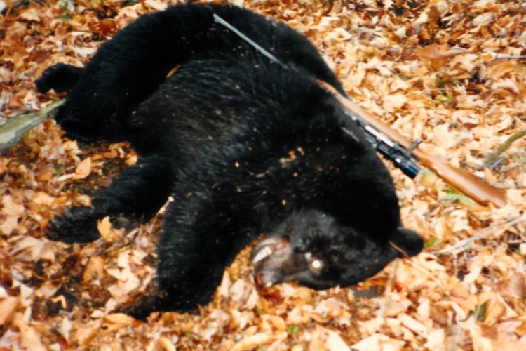 Tioga bear.jpg Tioga bear.jpg