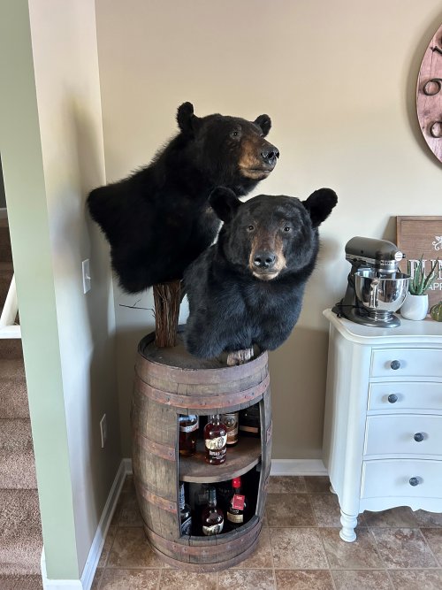 bear mount.jpg