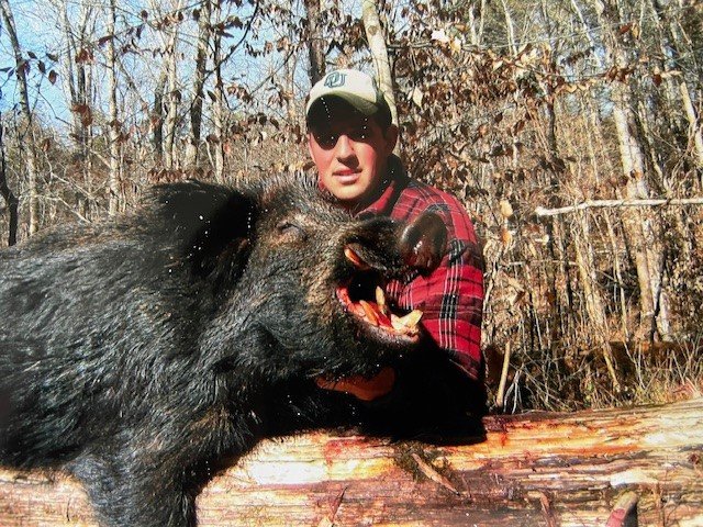 boar.jpg