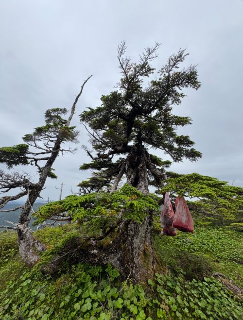 IMG_9565.jpeg IMG_9565.jpeg