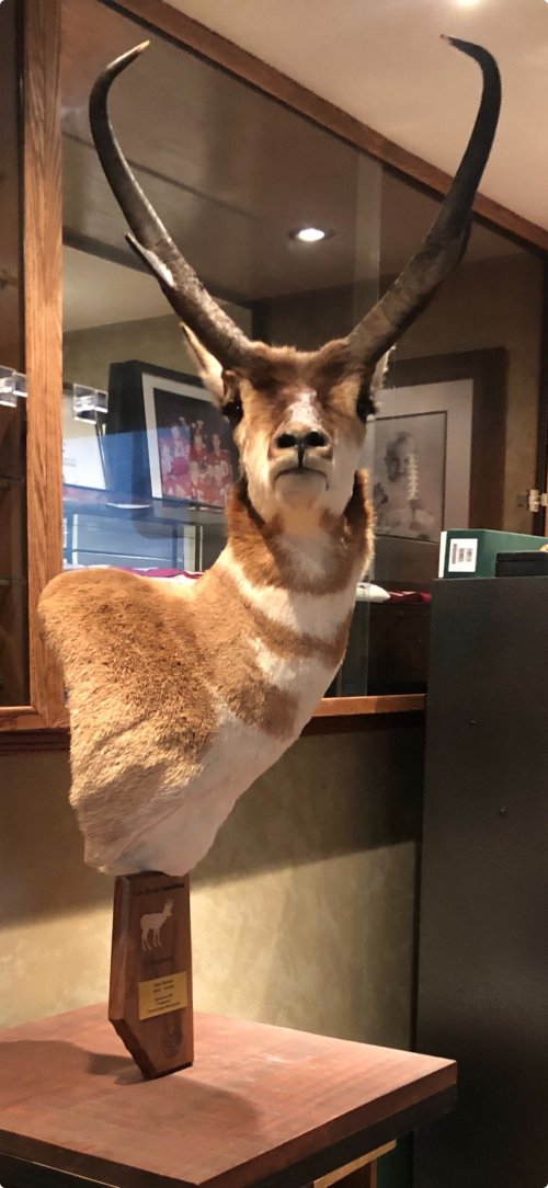 antelope mount 2.jpg