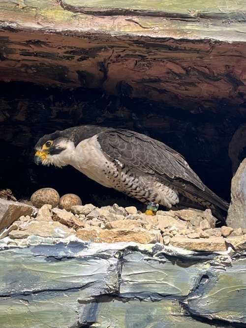 1756475871591.jpeg 1756475871591.jpeg