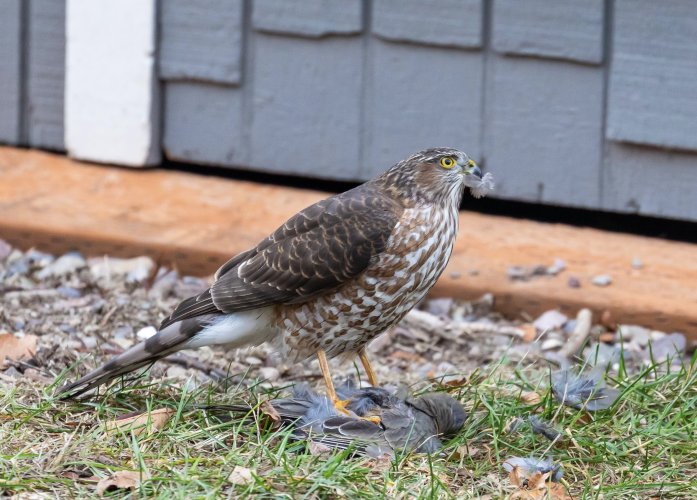 _Q6A1465-2 2.jpg _Q6A1465-2 2.jpg