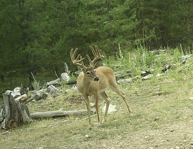 Prince of the Forest.jpg