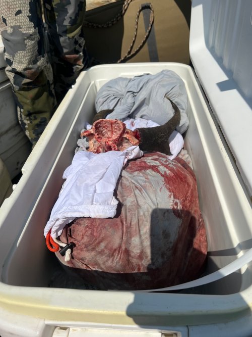 IMG_2260.jpeg IMG_2260.jpeg