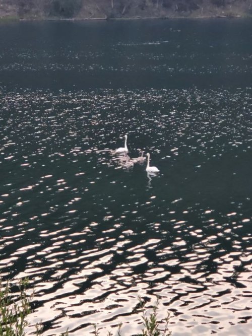 Trumpeter cygnets.jpg