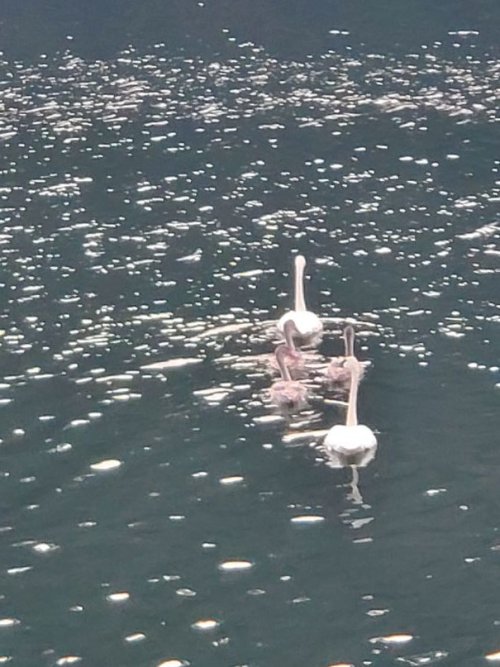 Trumpeter Swans.jpg