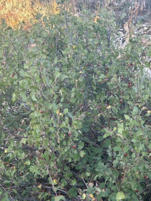 IMG_3687.jpeg IMG_3687.jpeg