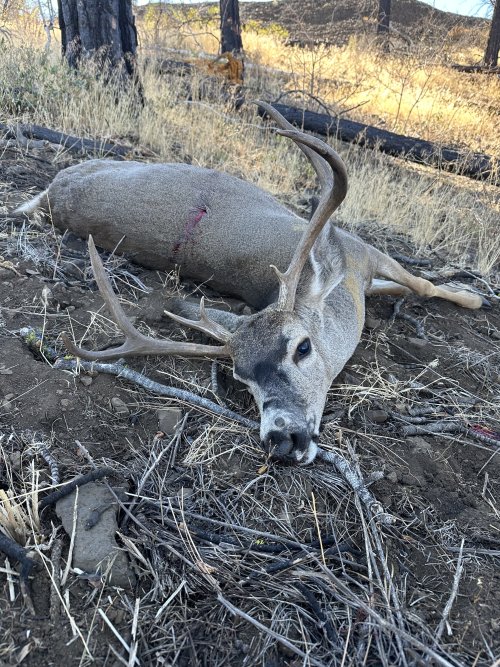 IMG_6237.jpeg IMG_6237.jpeg