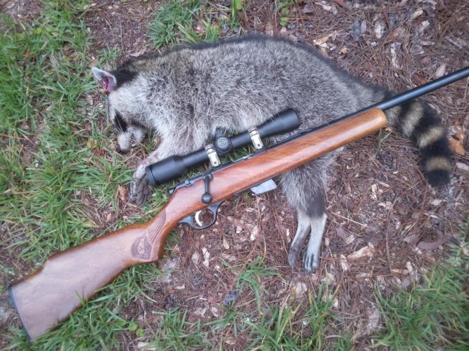 coon.jpg