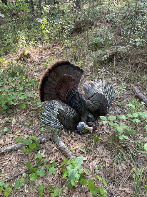 MS Turkey.jpeg
