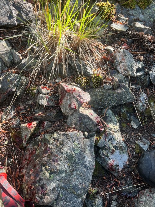 IMG_2456.jpeg IMG_2456.jpeg