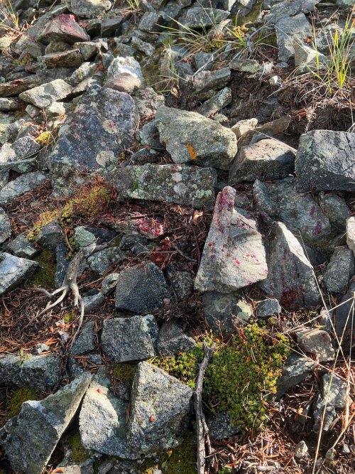 IMG_2455.jpeg IMG_2455.jpeg