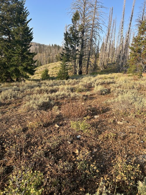 IMG_3679.jpeg IMG_3679.jpeg