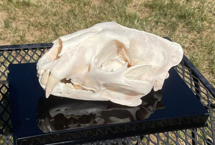 IMG_4384.jpeg IMG_4384.jpeg