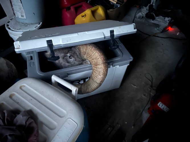 IMG_2495.jpeg IMG_2495.jpeg