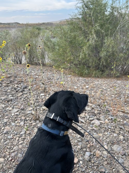 IMG_3759.jpeg IMG_3759.jpeg