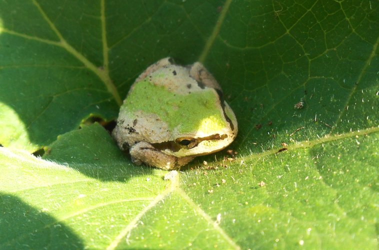 tree frog 7.JPG