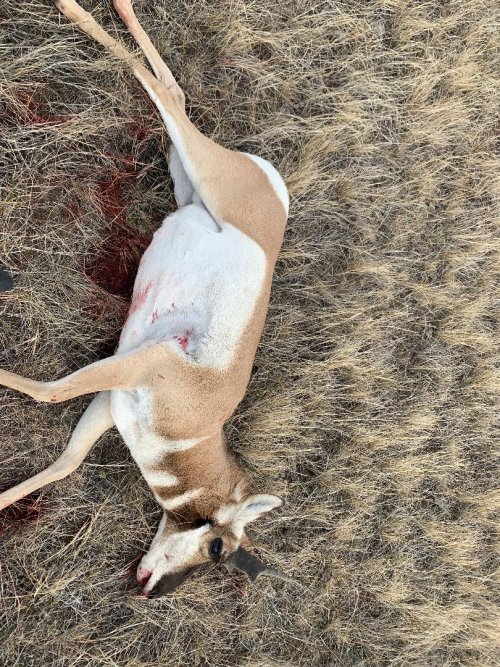 antelope.jpg